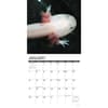 image Axolotls 2024 Wall Calendar Interior Image width=&quot;1000&quot; height=&quot;1000&quot;