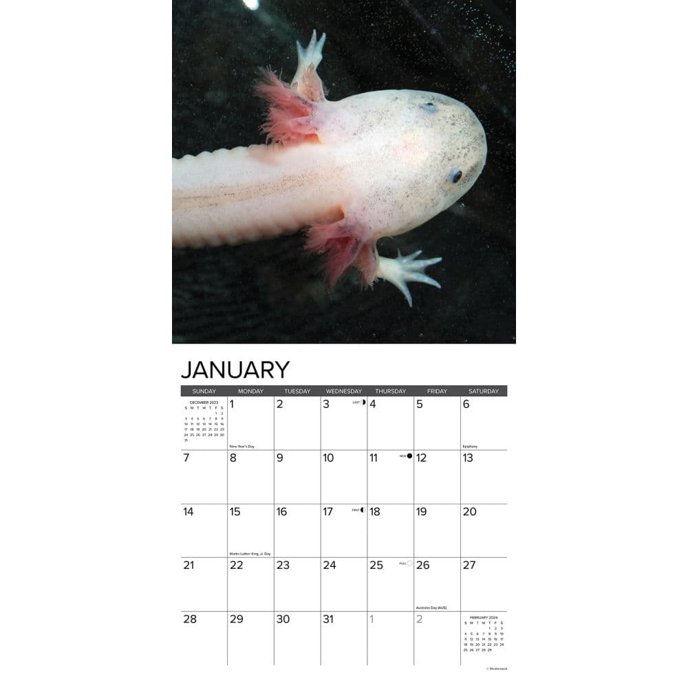 Axolotls 2024 Wall Calendar Interior Image width=&quot;1000&quot; height=&quot;1000&quot;