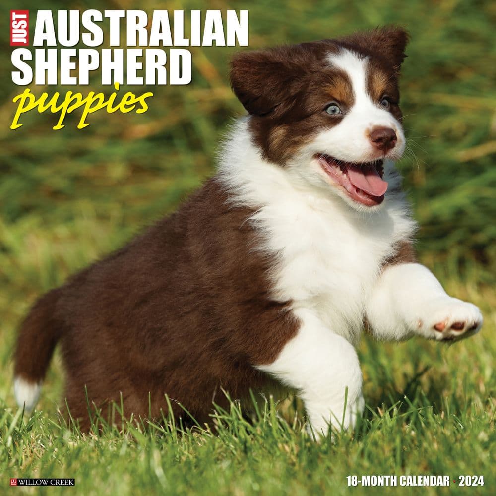Australian Shepherd Puppies 2024 Wall Calendar Main Image width=&quot;1000&quot; height=&quot;1000&quot;