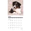 image Australian Shepherd Puppies 2024 Wall Calendar Interior Image width=&quot;1000&quot; height=&quot;1000&quot;