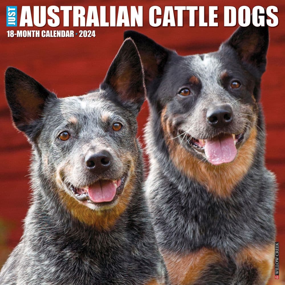 Just Australian Cattle Dogs 2024 Wall Calendar Main Image width=&quot;1000&quot; height=&quot;1000&quot;