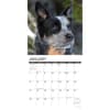 image Just Australian Cattle Dogs 2024 Wall Calendar Interior Image width=&quot;1000&quot; height=&quot;1000&quot;