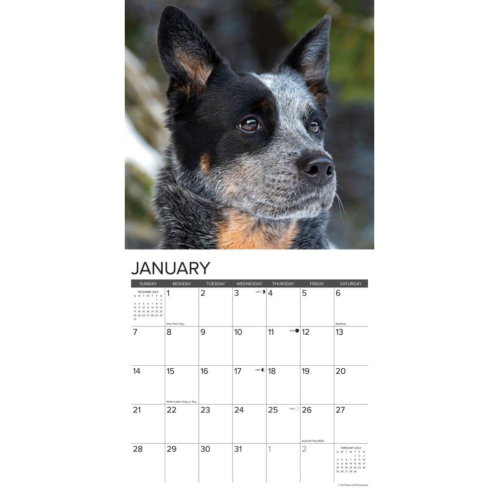 Just Australian Cattle Dogs 2024 Wall Calendar Interior Image width=&quot;1000&quot; height=&quot;1000&quot;