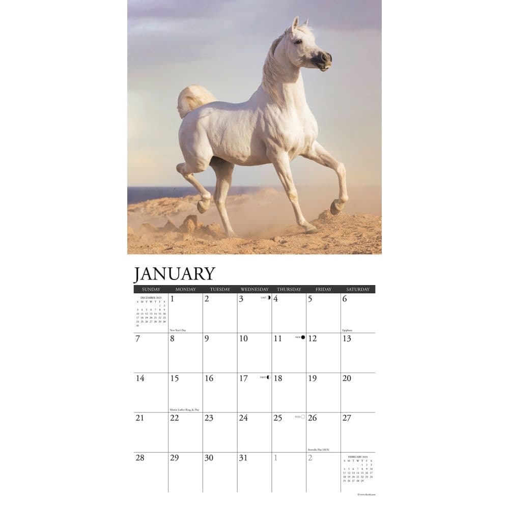 Arabians 2024 Wall Calendar Interior Image width=&quot;1000&quot; height=&quot;1000&quot;