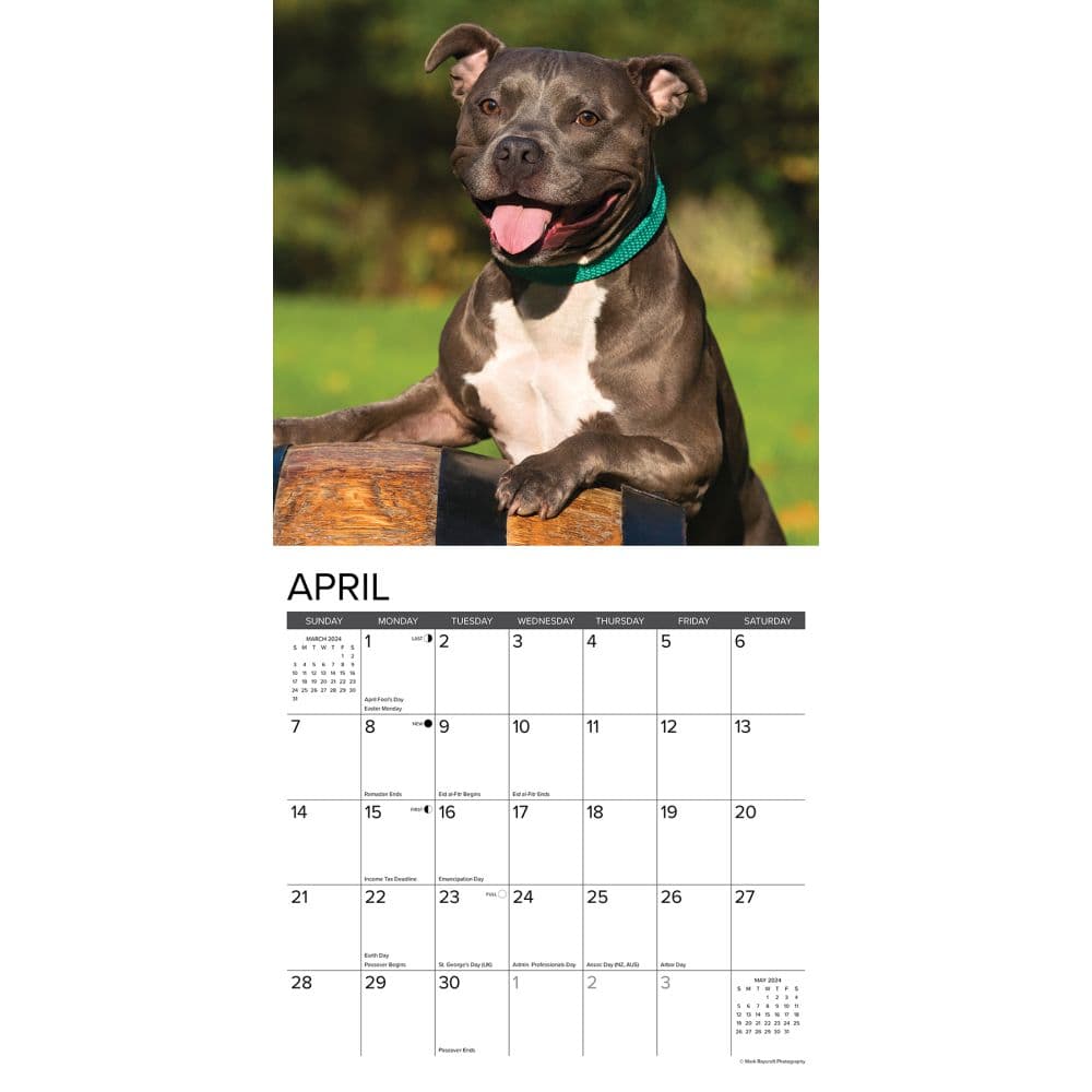 Just American Pit Bulls 2024 Wall Calendar