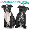 image Just Pit Bull Terrier Puppies 2024 Wall Calendar Main Image width=&quot;1000&quot; height=&quot;1000&quot;