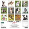 image Just Pit Bull Terrier Puppies 2024 Wall Calendar Back of Calendar width=&quot;1000&quot; height=&quot;1000&quot;