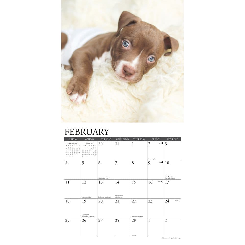 Just Pit Bull Terrier Puppies 2024 Wall Calendar