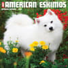 image Just American Eskimo Dogs 2024 Wall Calendar Main Image width=&quot;1000&quot; height=&quot;1000&quot;