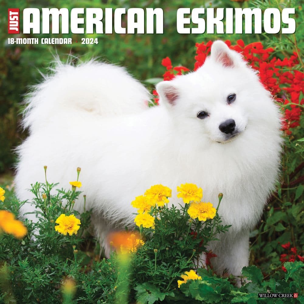 Just American Eskimo Dogs 2024 Wall Calendar Main Image width=&quot;1000&quot; height=&quot;1000&quot;