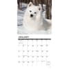 image Just American Eskimo Dogs 2024 Wall Calendar Interior Image width=&quot;1000&quot; height=&quot;1000&quot;