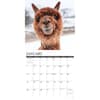 image Alpacas 2024 Wall Calendar Interior Image width=&quot;1000&quot; height=&quot;1000&quot;