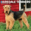 image Just Airedale Terriers 2024 Wall Calendar Main Image width=&quot;1000&quot; height=&quot;1000&quot;