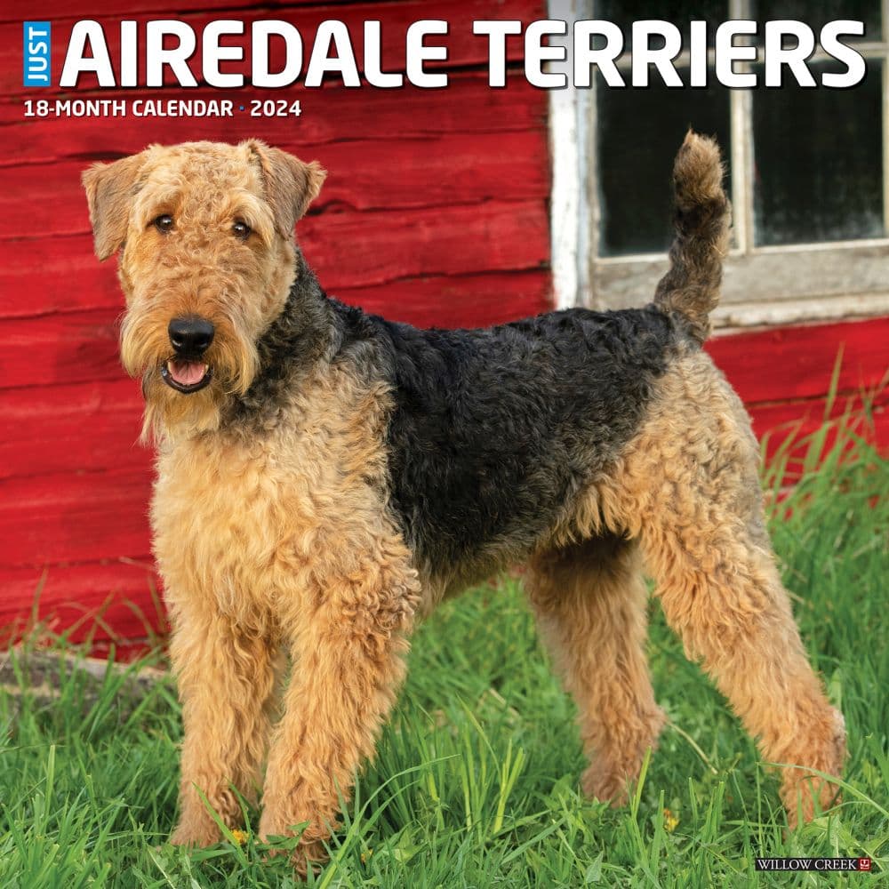 Just Airedale Terriers 2024 Wall Calendar Main Image width=&quot;1000&quot; height=&quot;1000&quot;