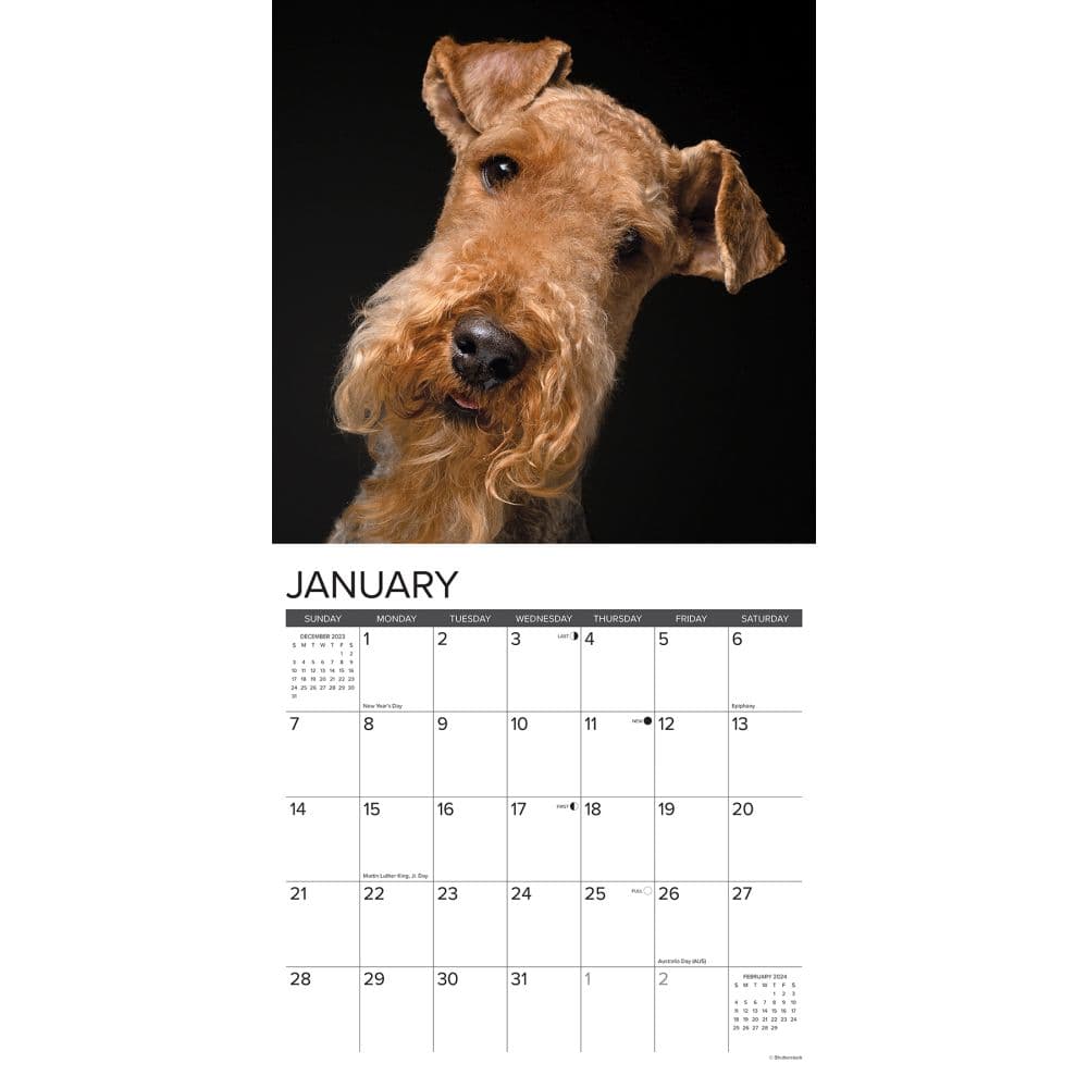 Just Airedale Terriers 2024 Wall Calendar Interior Image width=&quot;1000&quot; height=&quot;1000&quot;