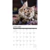 image Maine Coon Kittens 2024 Wall Calendar Interior Image width=&quot;1000&quot; height=&quot;1000&quot;