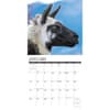 image Llamas 2024 Wall Calendar Interior Image width=&quot;1000&quot; height=&quot;1000&quot;