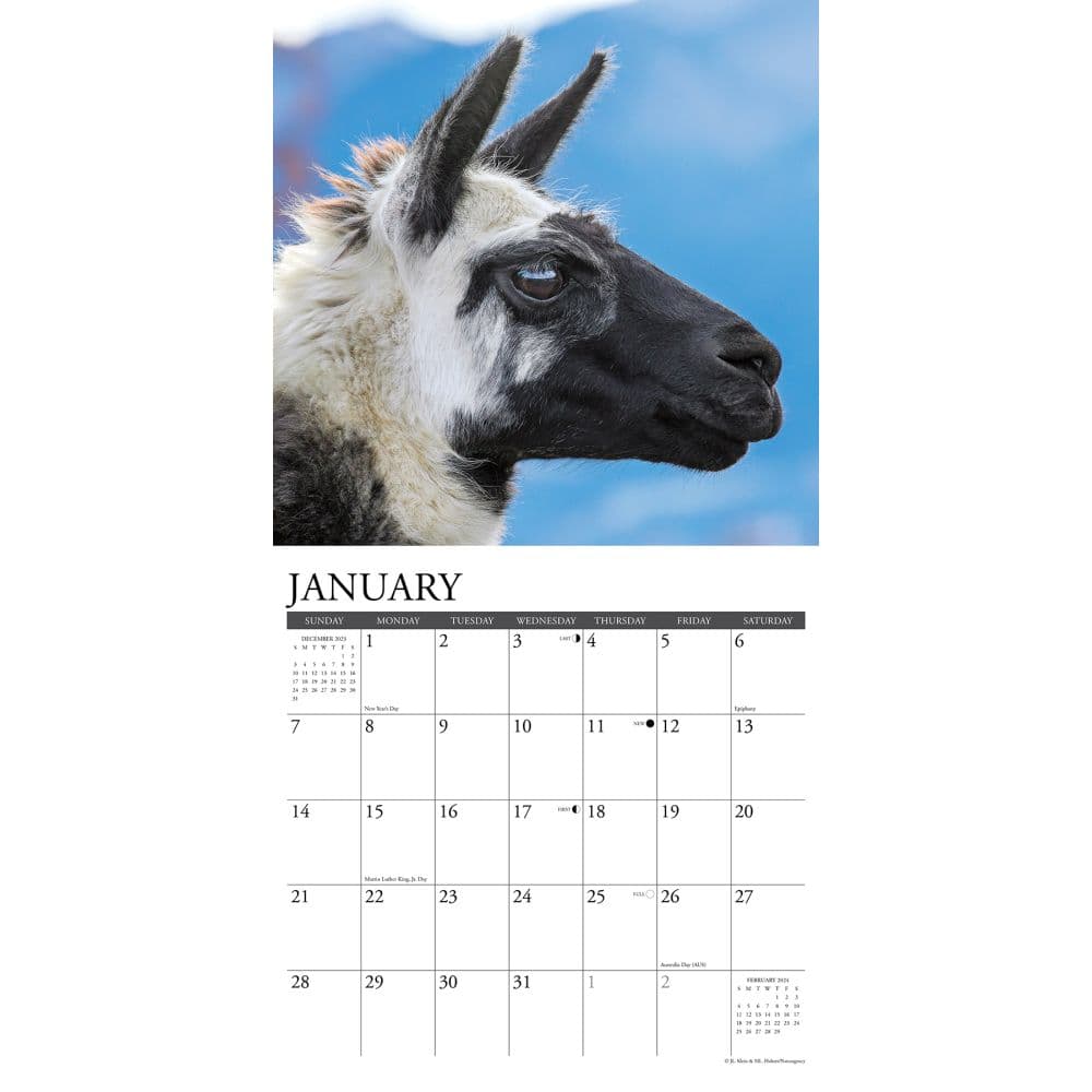 Llamas 2024 Wall Calendar Interior Image width=&quot;1000&quot; height=&quot;1000&quot;