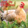 image Just Chickens 2024 Wall Calendar Main Image width=&quot;1000&quot; height=&quot;1000&quot;