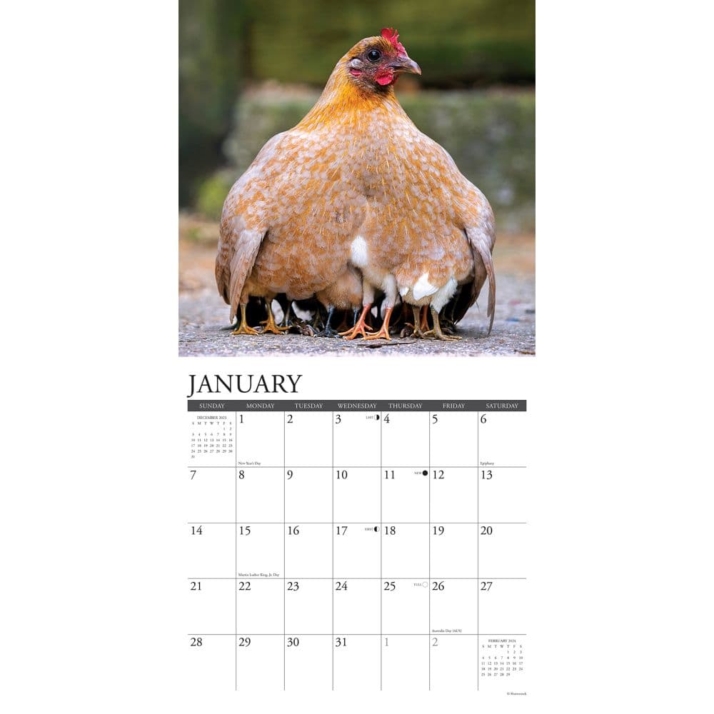 Just Chickens 2024 Wall Calendar