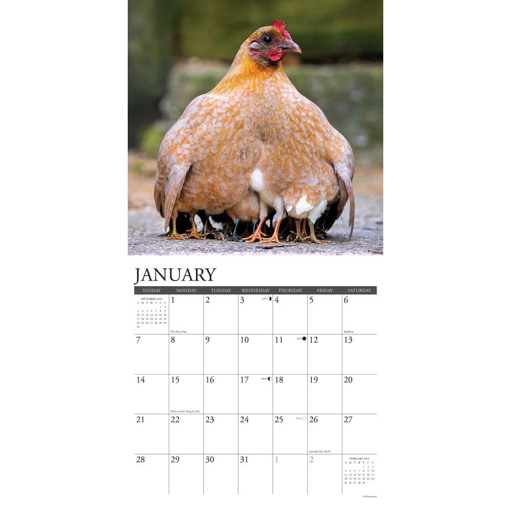 Just Chickens 2024 Wall Calendar Interior Image width=&quot;1000&quot; height=&quot;1000&quot;