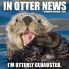 image In Otter News 2024 Wall Calendar Main Image width=&quot;1000&quot; height=&quot;1000&quot;