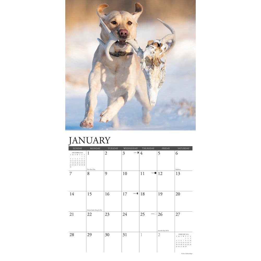 Lab Hunting 2024 Wall Calendar Interior Image width=&quot;1000&quot; height=&quot;1000&quot;