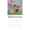 image Hummingbirds 2024 Wall Calendar Interior Image width=&quot;1000&quot; height=&quot;1000&quot;