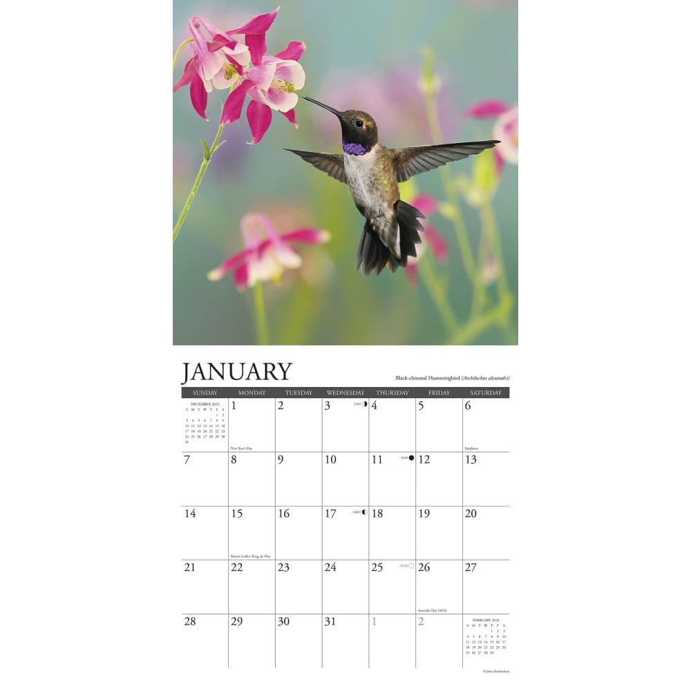 Hummingbirds 2024 Wall Calendar Interior Image width=&quot;1000&quot; height=&quot;1000&quot;