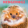 image Hedgehogs 2024 Wall Calendar Main Image width=&quot;1000&quot; height=&quot;1000&quot;