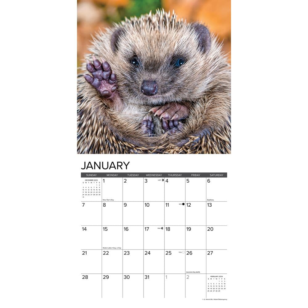 Hedgehogs 2024 Wall Calendar Interior Image width=&quot;1000&quot; height=&quot;1000&quot;