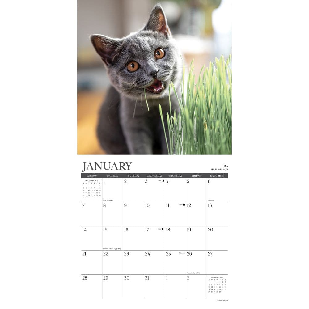 Happy Cats 2024 Wall Calendar Interior Image width=&quot;1000&quot; height=&quot;1000&quot;