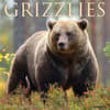 image Bears Grizzly 2024 Wall Calendar Main Image width=&quot;1000&quot; height=&quot;1000&quot;