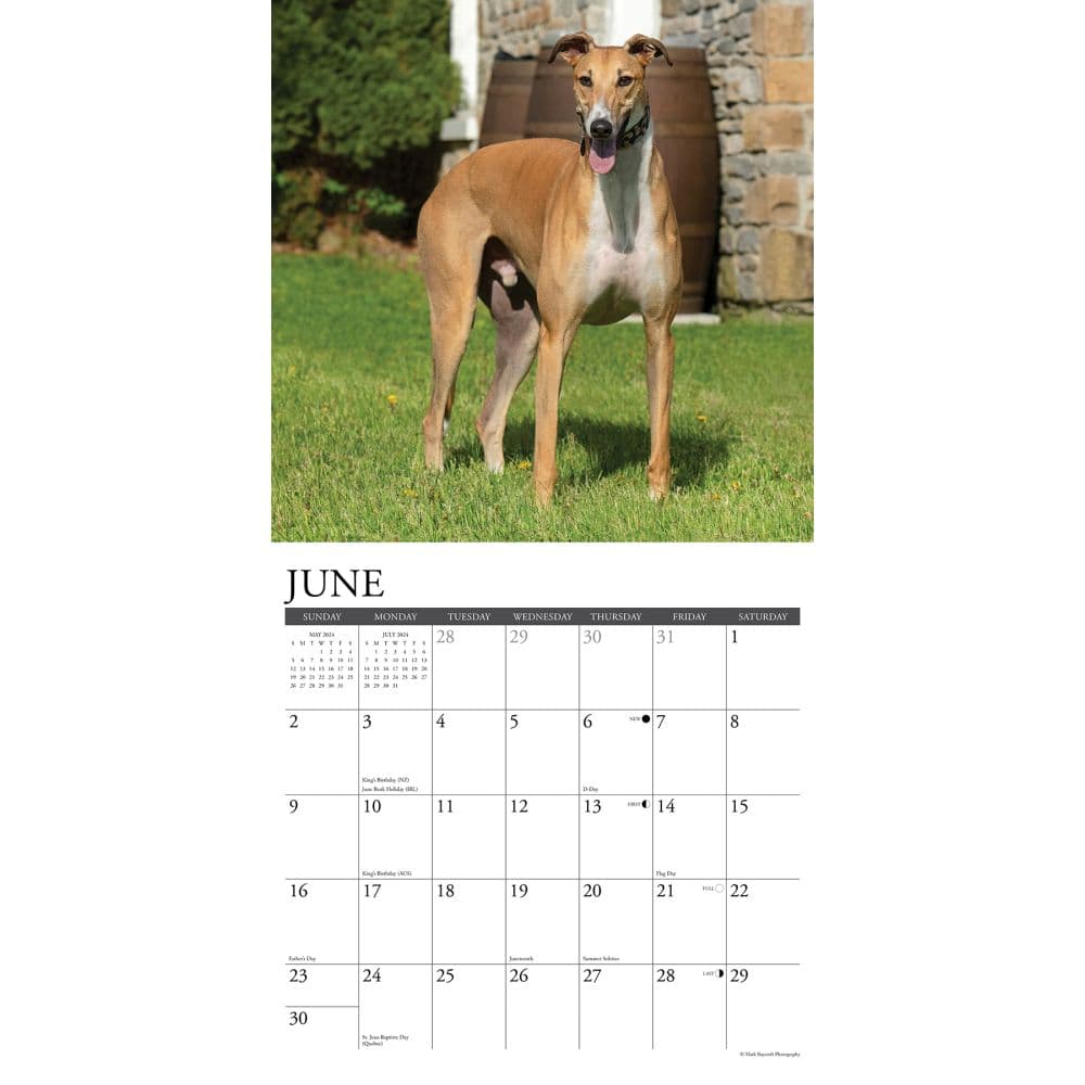Greyhound Just 2024 Wall Calendar Interior Image width=&quot;1000&quot; height=&quot;1000&quot;