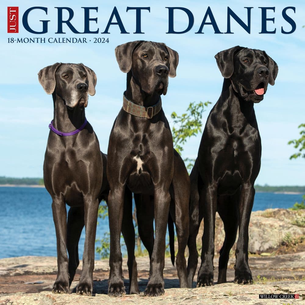 Just Great Danes 2024 Wall Calendar Calendars Com   202400003829 