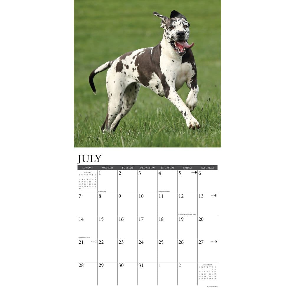 Just Great Danes 2024 Wall Calendar Calendars Com   202400003829 ALT2 