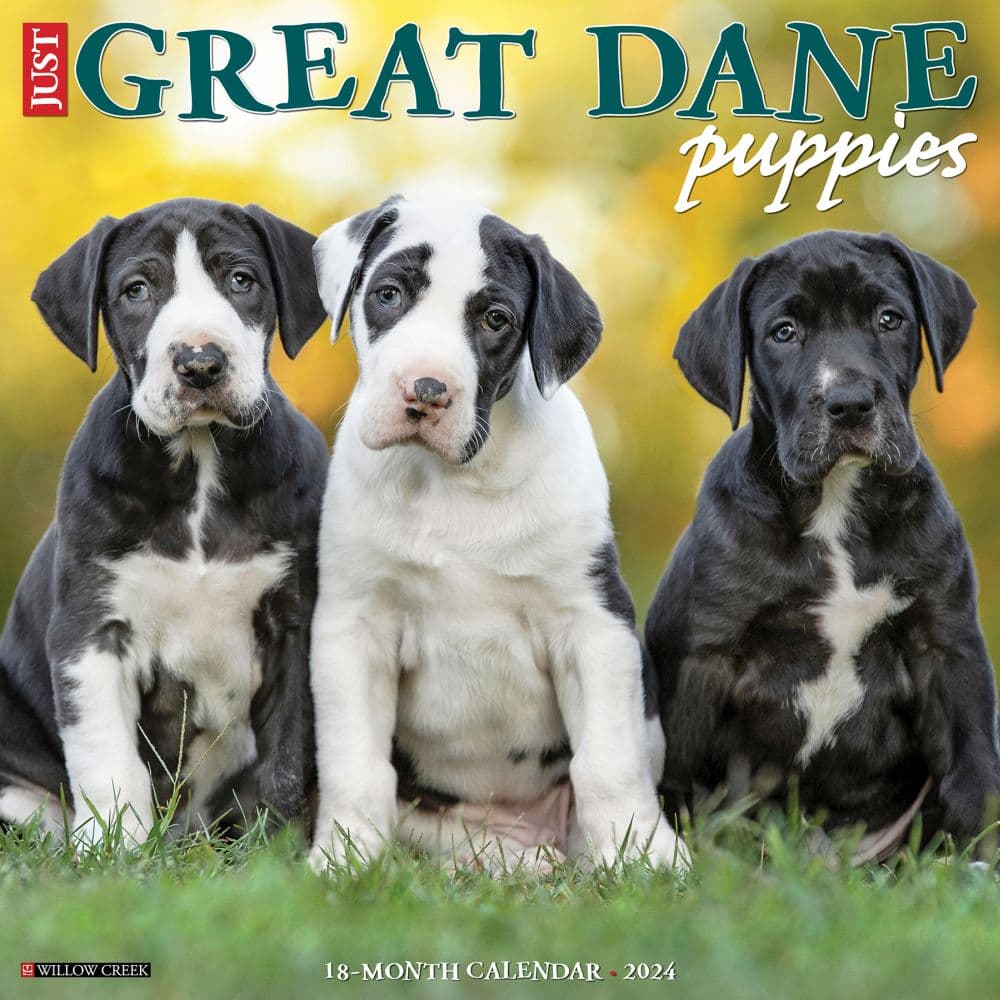 Just Great Dane Puppies 2024 Wall Calendar Calendars Com   202400003830 