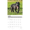 image Great Dane Puppies 2024 Wall Calendar Interior Image width=&quot;1000&quot; height=&quot;1000&quot;