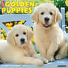image Just Golden Puppies 2024 Wall Calendar Main Image width=&quot;1000&quot; height=&quot;1000&quot;
