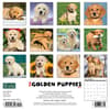 image Just Golden Puppies 2024 Wall Calendar Back of Calendar width=&quot;1000&quot; height=&quot;1000&quot;