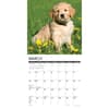 image Just Golden Puppies 2024 Wall Calendar Interior Image width=&quot;1000&quot; height=&quot;1000&quot;