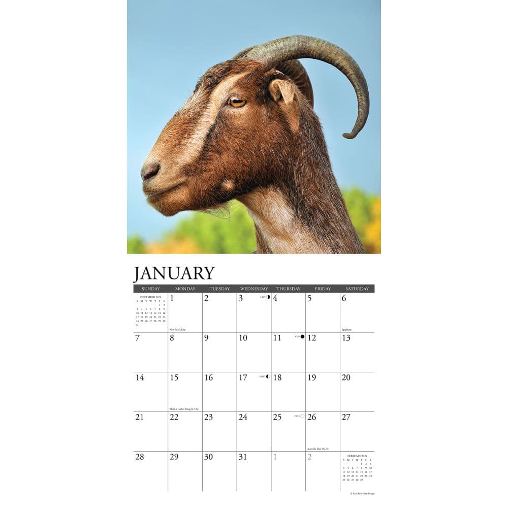 Goats 2024 Wall Calendar Interior Image width=&quot;1000&quot; height=&quot;1000&quot;