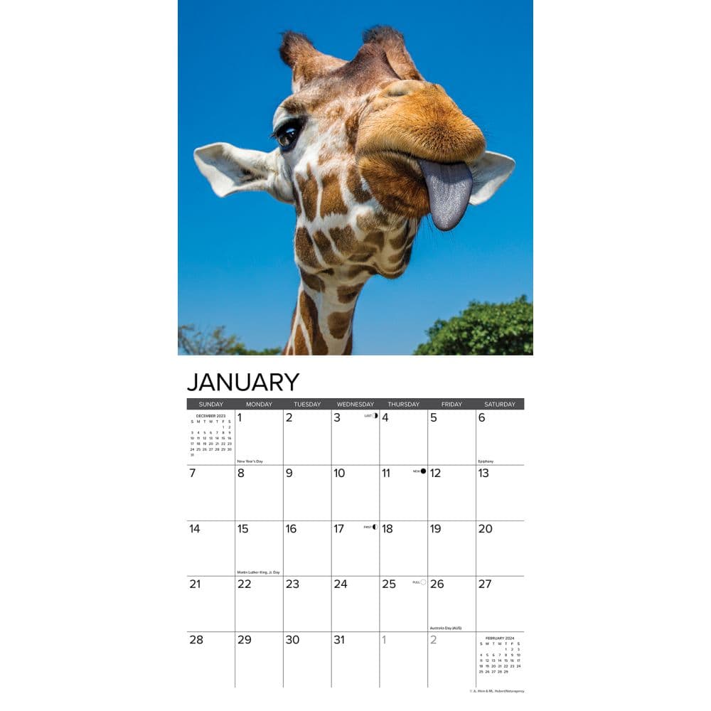 Giraffes 2024 Wall Calendar Interior Image width=&quot;1000&quot; height=&quot;1000&quot;