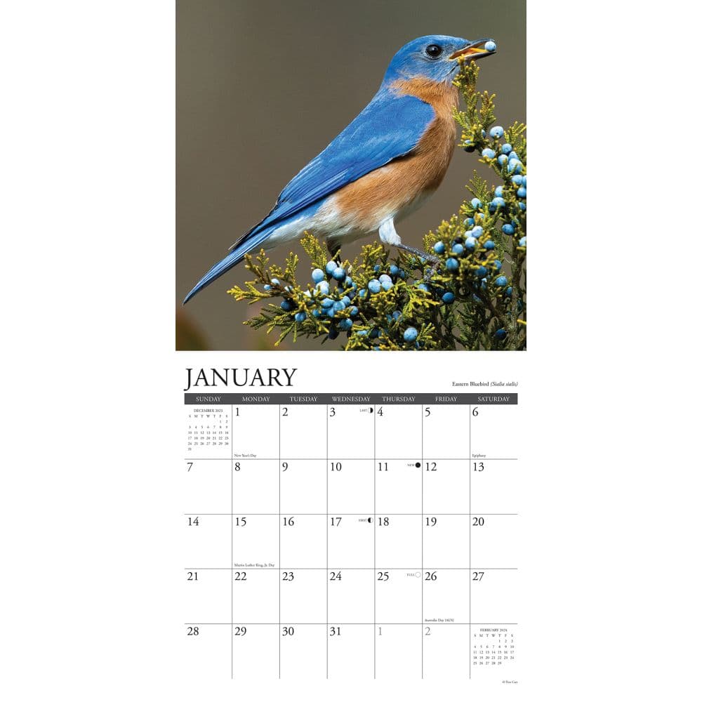 Birds Garden 2024 Wall Calendar Interior Image width=&quot;1000&quot; height=&quot;1000&quot;