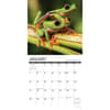 image Frogs 2024 Wall Calendar Interior Image width=&quot;1000&quot; height=&quot;1000&quot;