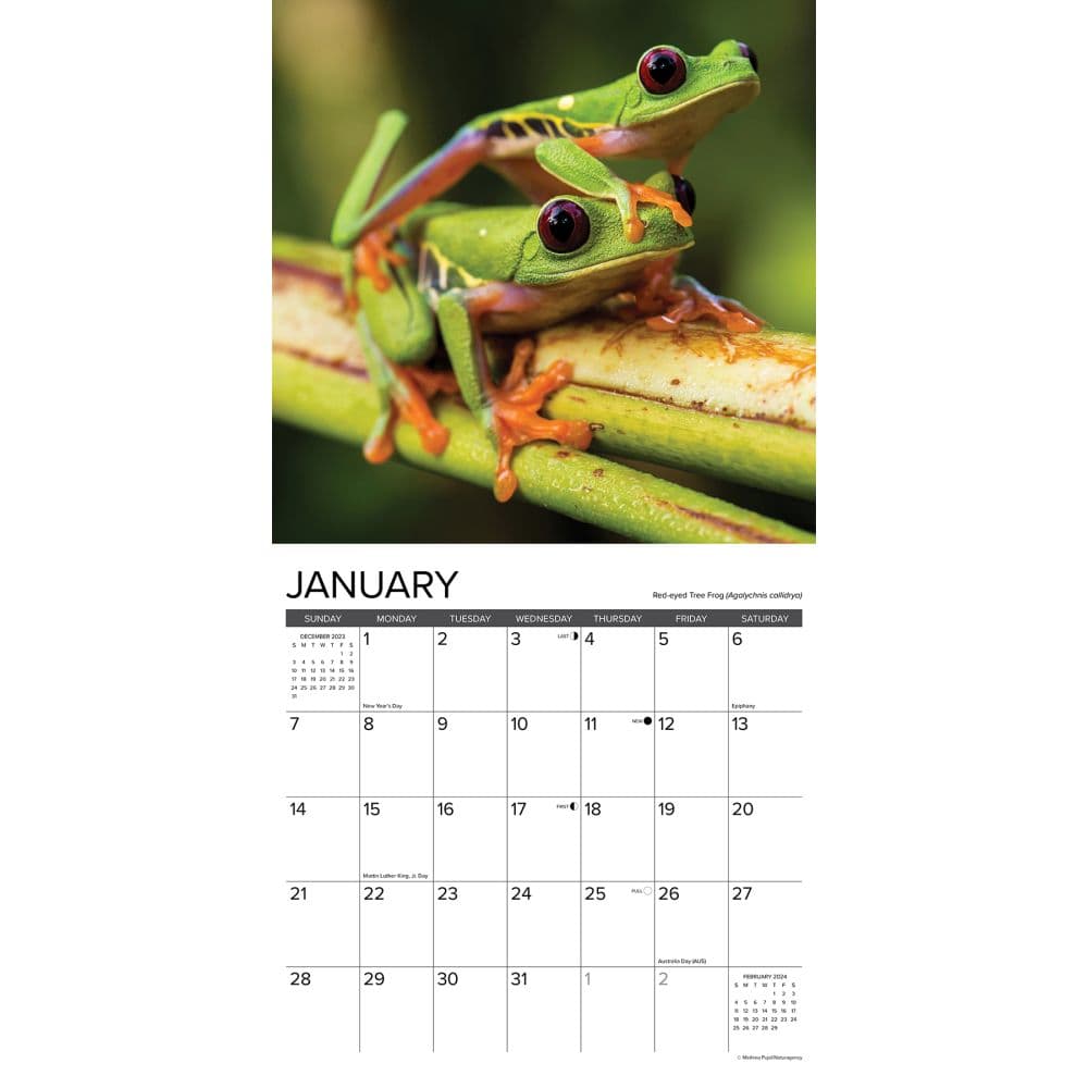 Frogs 2024 Wall Calendar Interior Image width=&quot;1000&quot; height=&quot;1000&quot;