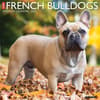 image Just French Bulldogs 2024 Wall Calendar Main Image width=&quot;1000&quot; height=&quot;1000&quot;