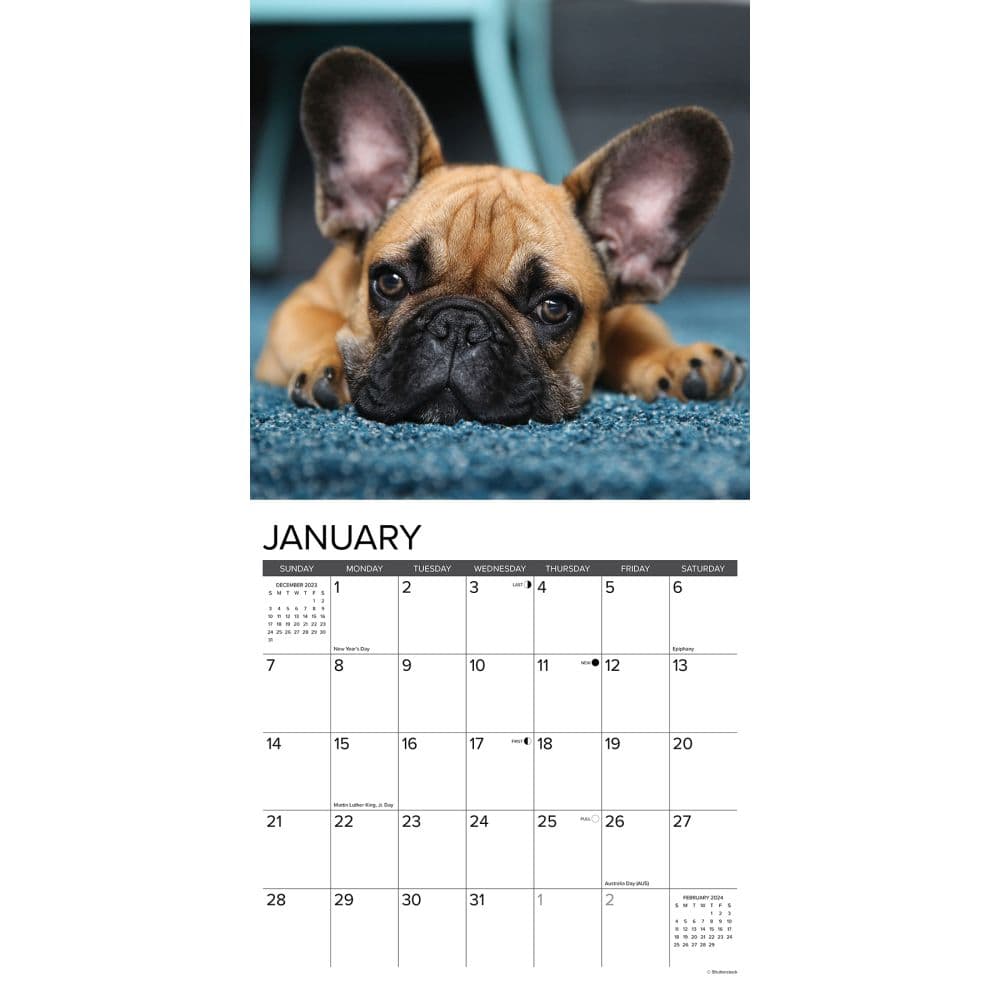 Just French Bulldogs 2024 Wall Calendar Interior Image width=&quot;1000&quot; height=&quot;1000&quot;