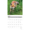 image Foxes 2024 Wall Calendar Interior Image width=&quot;1000&quot; height=&quot;1000&quot;