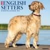 image English Setters 2024 Wall Calendar Main Image width=&quot;1000&quot; height=&quot;1000&quot;
